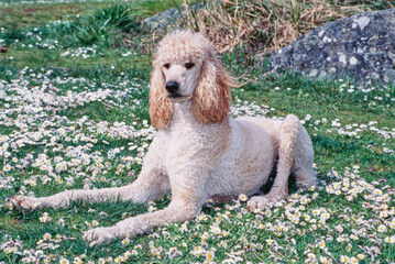 A standard poodle laying in a field of grass with white wildflowers