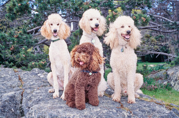Four standard poodles sitting on a large rock