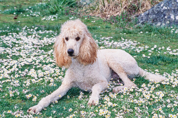A standard poodle laying in a field of grass with white wildflowers