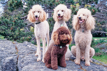 Four standard poodles sitting on a large rock