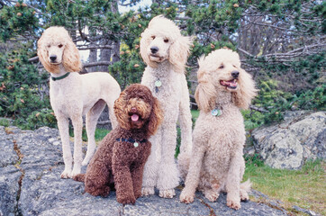 Four standard poodles sitting on a large rock