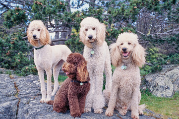 Four standard poodles sitting on a large rock