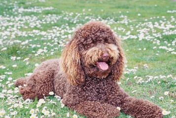 A standard poodle laying in a field of grass with white wildflowers