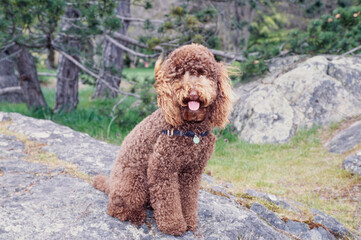 A standard poodle sitting on a large rock