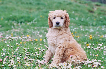 A standard poodle puppy in a field of grass and wildflowers