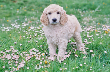 A standard poodle puppy in a field of grass and wildflowers