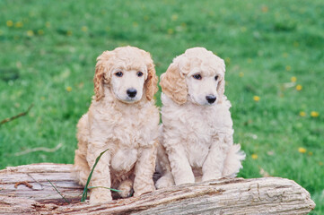 A pair of standard poodle puppies on a log