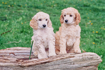 A pair of standard poodle puppies on a log
