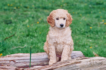 A standard poodle puppy on a log
