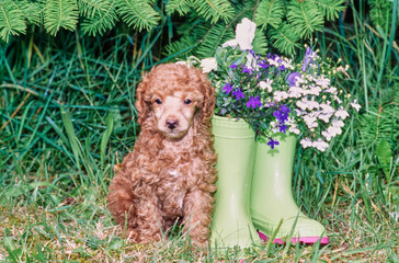 A standard poodle puppy sitting next to a pair of boots with flowers in them