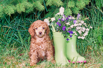 A standard poodle puppy sitting next to a pair of boots with flowers in them