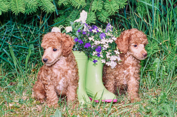 A pair of standard poodle puppies sitting next to a pair of boots with flowers in them