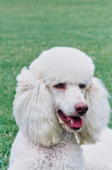 Close-up of a standard poodle with a green lawn in the background