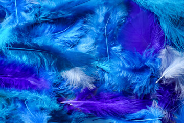 Beautiful blue feathers as background