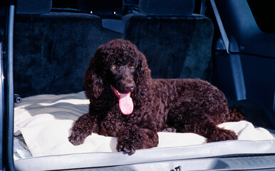 A standard poodle laying on a dog bed in the back of a vehicle