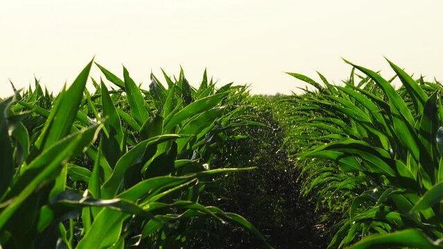 a close-up of vibrant green young corn plants, seedlings on dark brown fertile, moist soil. Corn field, warm spring day, growing corn in an agricultural field