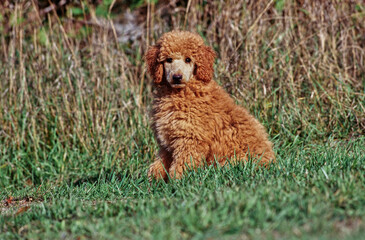 A standard poodle puppy sitting in grass