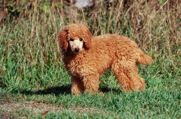 A standard poodle puppy standing in grass