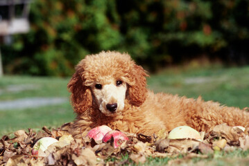 A standard poodle puppy laying in a pile of leaves - Powered by Adobe