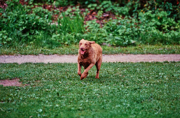 A Chesapeake Bay Retriever running across green grass