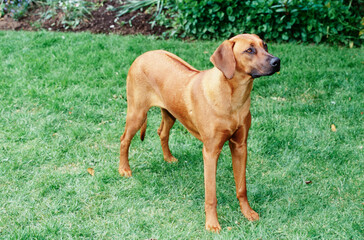 A Rhodesian Ridgeback dog standing in green grass