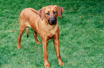 A Rhodesian Ridgeback dog standing in green grass