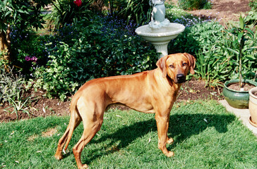 A Rhodesian Ridgeback dog standing in green grass in front of a garden with a fountain