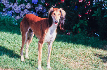 A Saluki dog standing in front of flower covered greenery