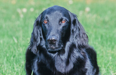 Close-up of a flat-coated retriever on a green grass background