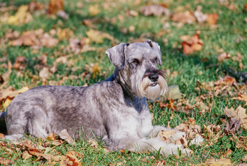 A schnauzer laying in grass and leaves