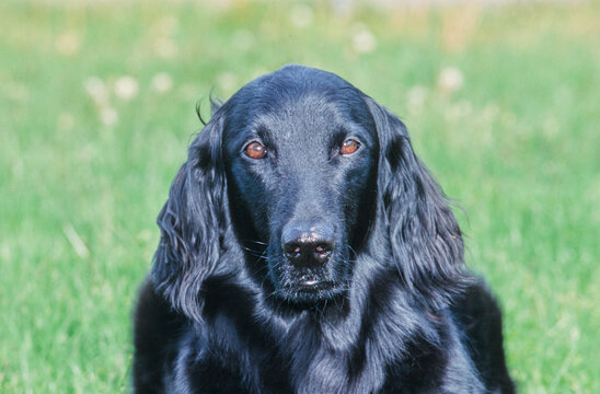 Close-up of a flat-coated retriever on a green grass background
