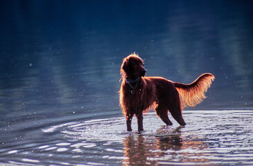An Irish setter standing in a body of water