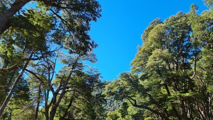 tree in the forest