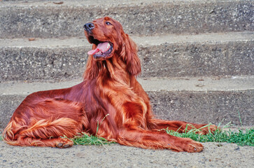 An Irish setter sitting at the bottom of some concrete stairs