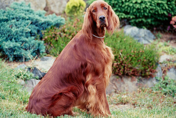 An Irish setter sitting in grass beside some plants