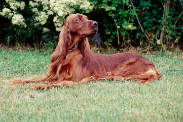 An Irish setter laying in grass beside some plants