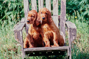 A pair of Irish setter puppies in an old wooden chair in tall grass