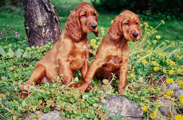 A pair of Irish setter puppies sitting in greenery with yellow and purple flowers