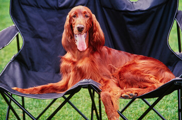 An Irish setter laying in a double camp chair