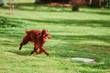 An Irish setter with a toy in its mouth running on a green lawn