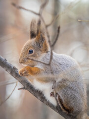 The squirrel with nut sits on tree in the winter or late autumn
