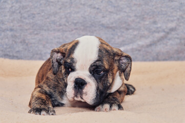 An English bulldog puppy laying on a beige blanket