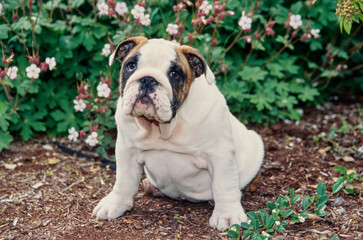 An English bulldog puppy sitting in a garden