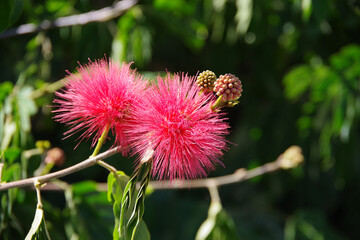 Blossoms of a red powderpuff tree Calliandra Haematocephala