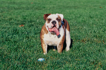 Fototapeta premium An English bulldog standing in grass