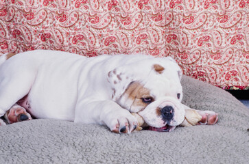 An English bulldog laying on a cushion and chewing a bone