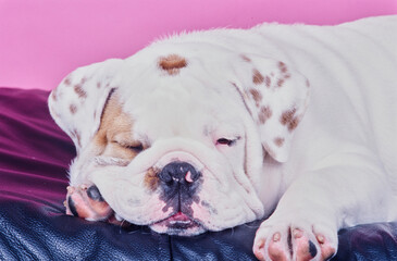 An English bulldog sleeping on a leather cushion