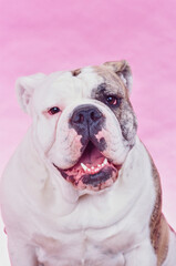 Close-up of an English bulldog on a pink background