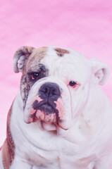 Close-up of an English bulldog on a pink background