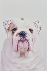 Obraz premium Close-up of an English bulldog on a white background